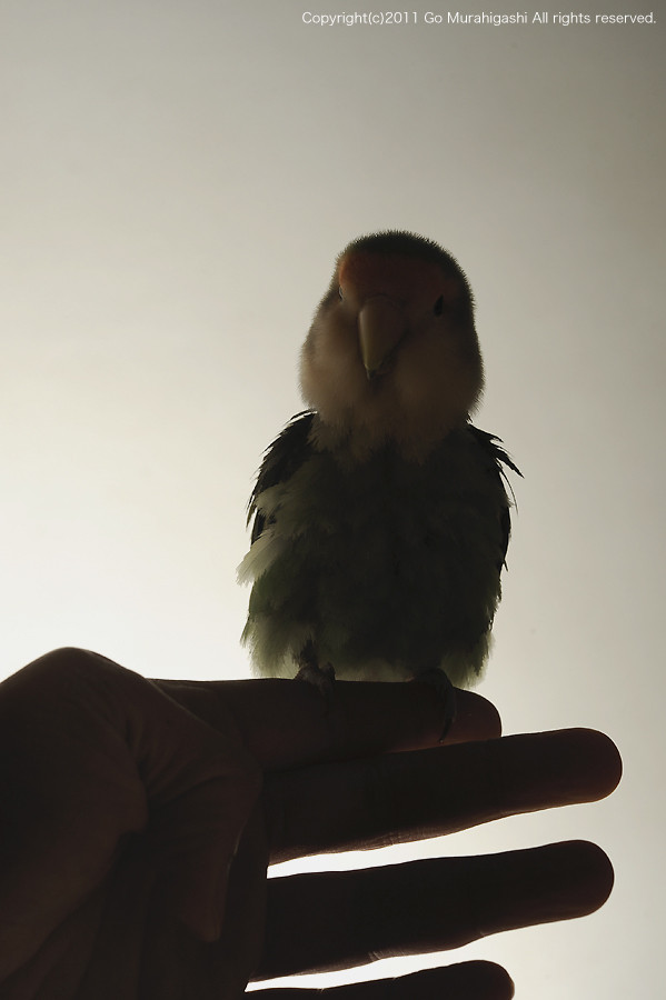 f:id:photosgo:20110315125839j:image:w450