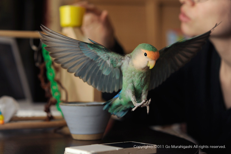 f:id:photosgo:20110316160419j:image:w450