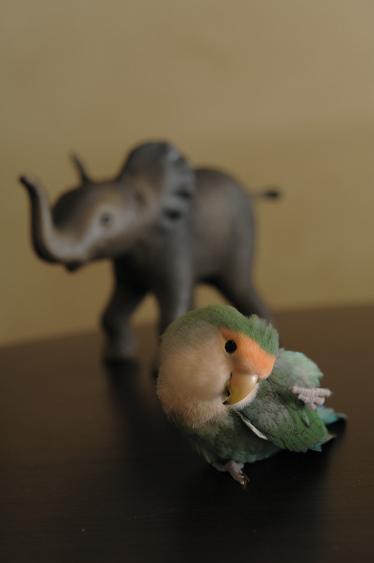 f:id:photosgo:20110401130618j:image:w450