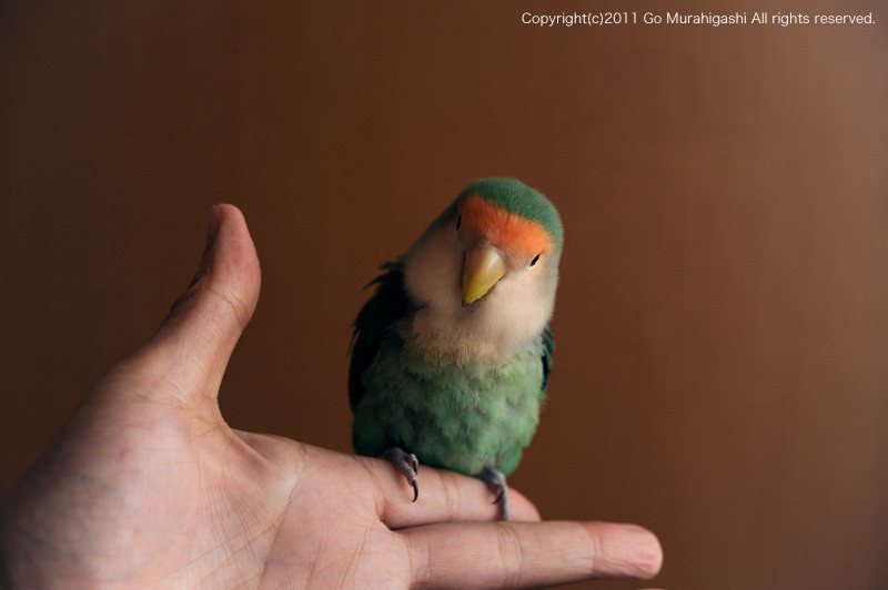 f:id:photosgo:20110421173344j:image:W450