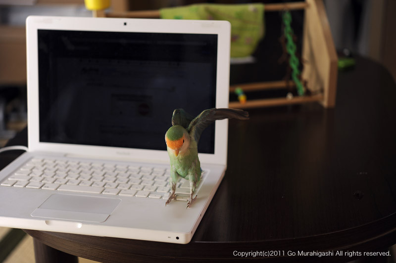 f:id:photosgo:20110509130130j:image:w450
