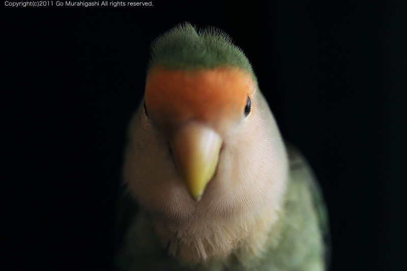 f:id:photosgo:20110513120008j:image:w450 f:id:photosgo:20110513120008j:image:w450