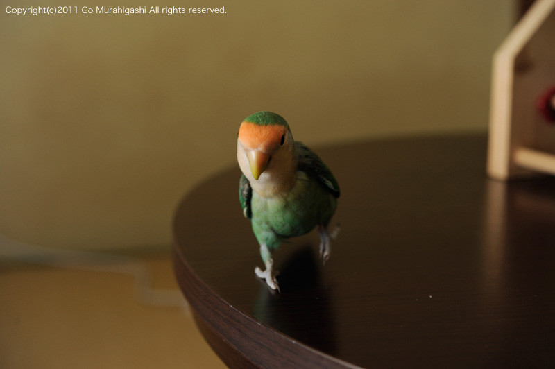 f:id:photosgo:20110516130232j:image:W450