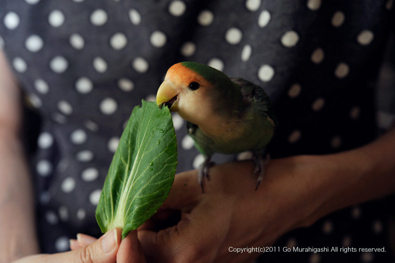 f:id:photosgo:20110523120710j:image:w450