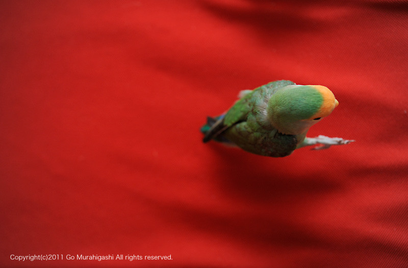 f:id:photosgo:20110527131346j:image:w450