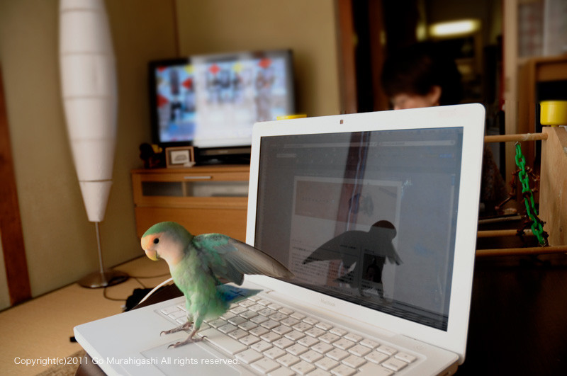 f:id:photosgo:20111206165944j:image:w450