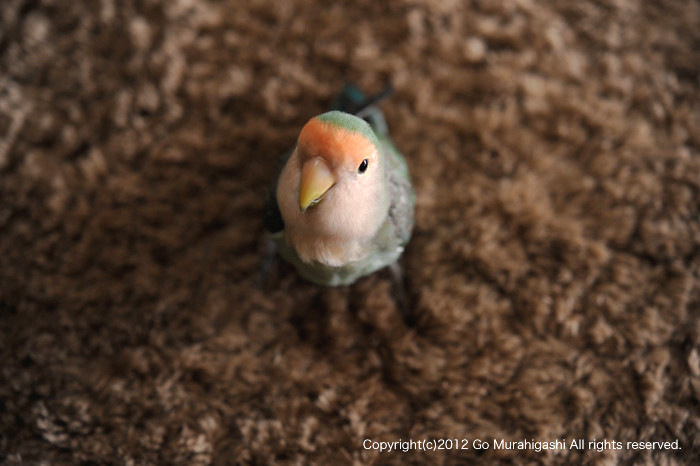 f:id:photosgo:20120406164440j:image:w450 f:id:photosgo:20120406164440j:image:w450