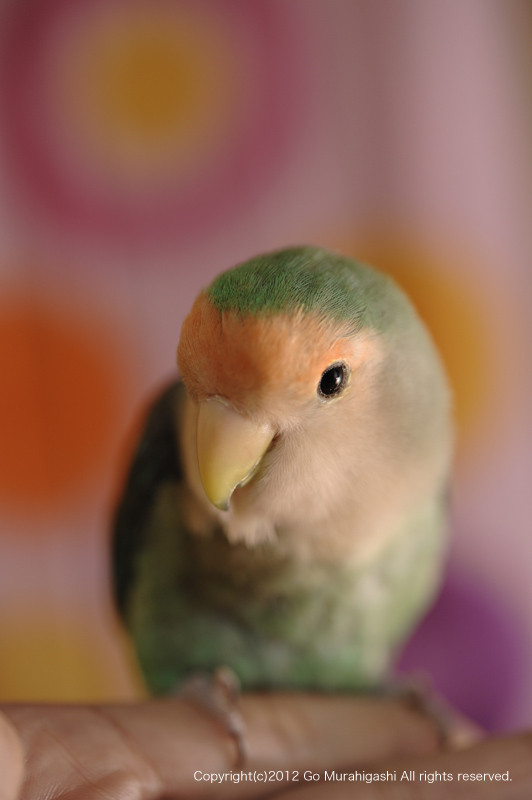 f:id:photosgo:20120511142504j:image:w450