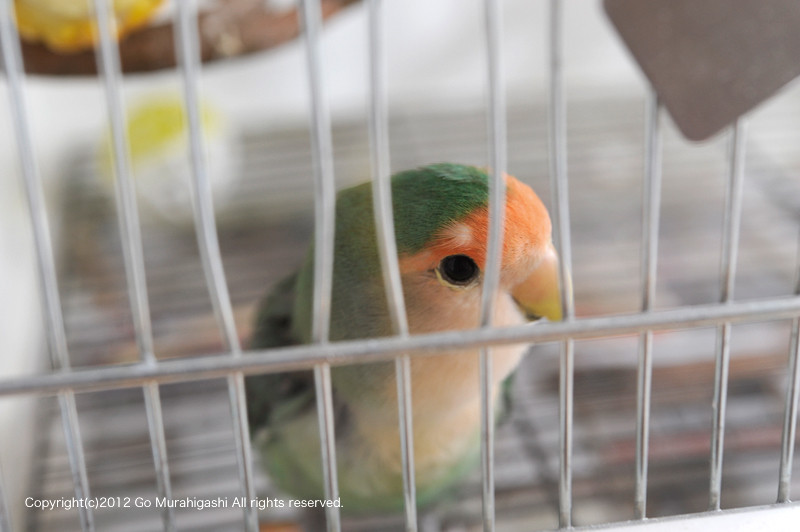 f:id:photosgo:20120530153743j:image:W450
