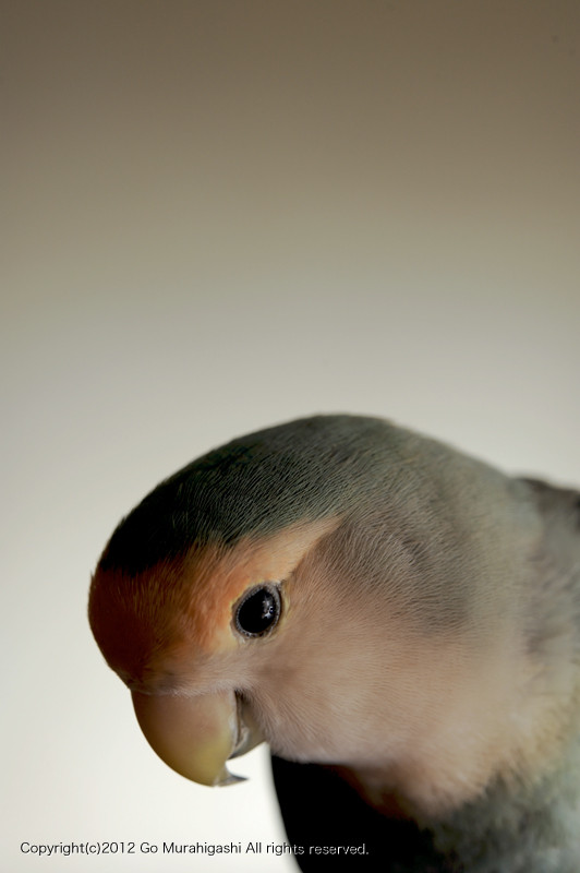 f:id:photosgo:20120604144346j:image:w450