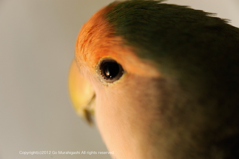 f:id:photosgo:20120615190249j:image:W450