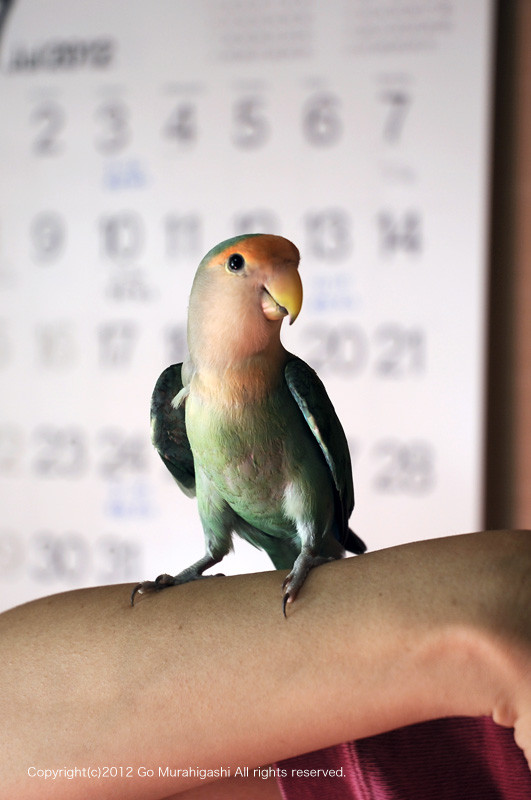 f:id:photosgo:20120716165322j:image:w450