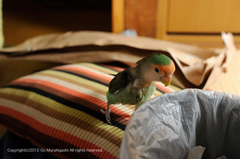 f:id:photosgo:20120820125218j:image:w450