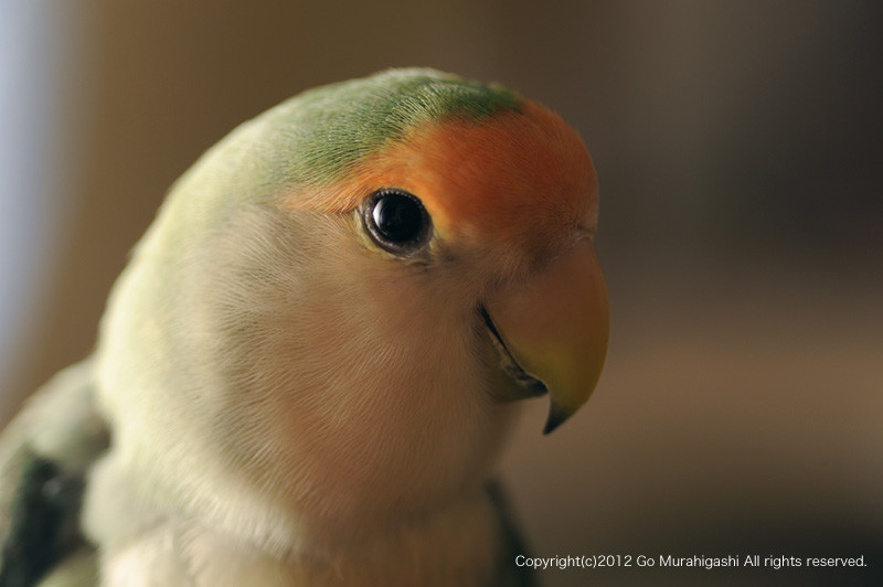 f:id:photosgo:20120829173720j:image:w450