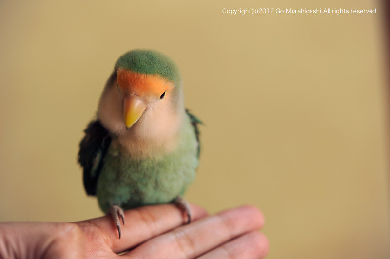 f:id:photosgo:20120926161348j:image:w450