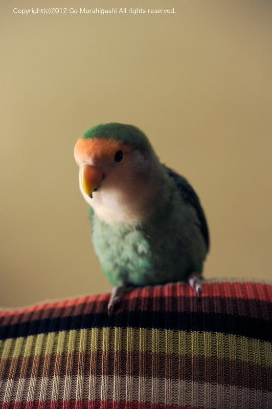 f:id:photosgo:20121025002413j:image:W450