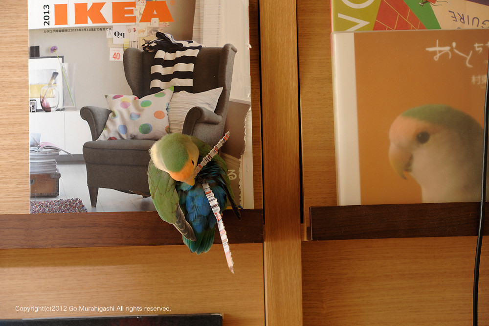 f:id:photosgo:20121112183001j:image:w450