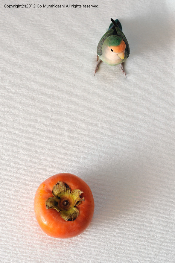 f:id:photosgo:20121204124823j:image:w450
