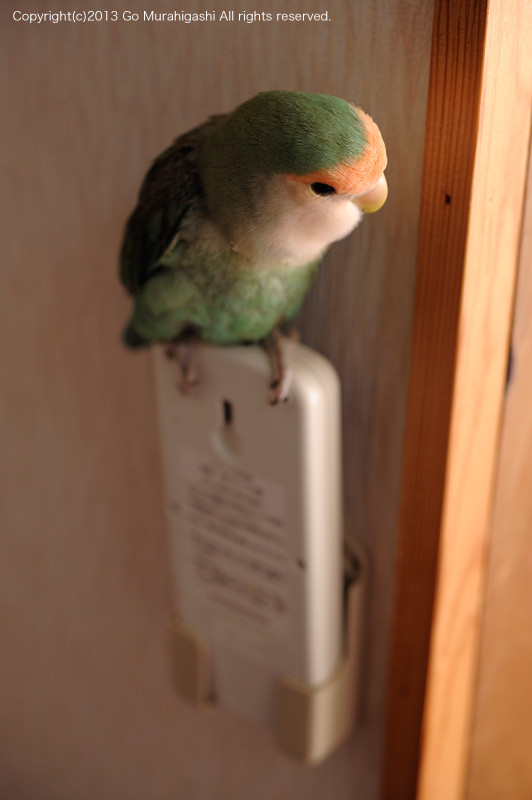 f:id:photosgo:20130213124941j:image:w450