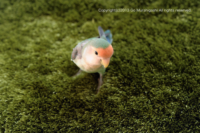 f:id:photosgo:20130509130209j:image:W450