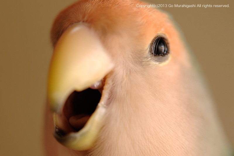 f:id:photosgo:20130606164257j:image:w450