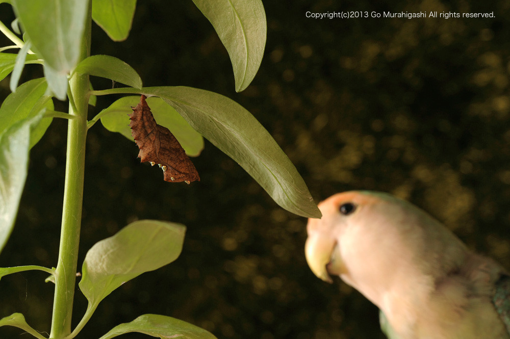 f:id:photosgo:20130703115501j:image:w450