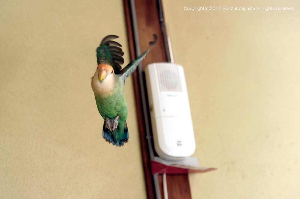 f:id:photosgo:20140910130108j:image:w450