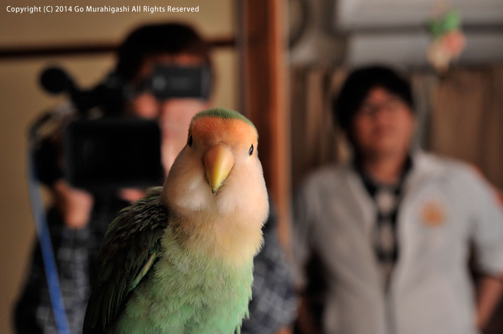 f:id:photosgo:20141115100314j:image:W450