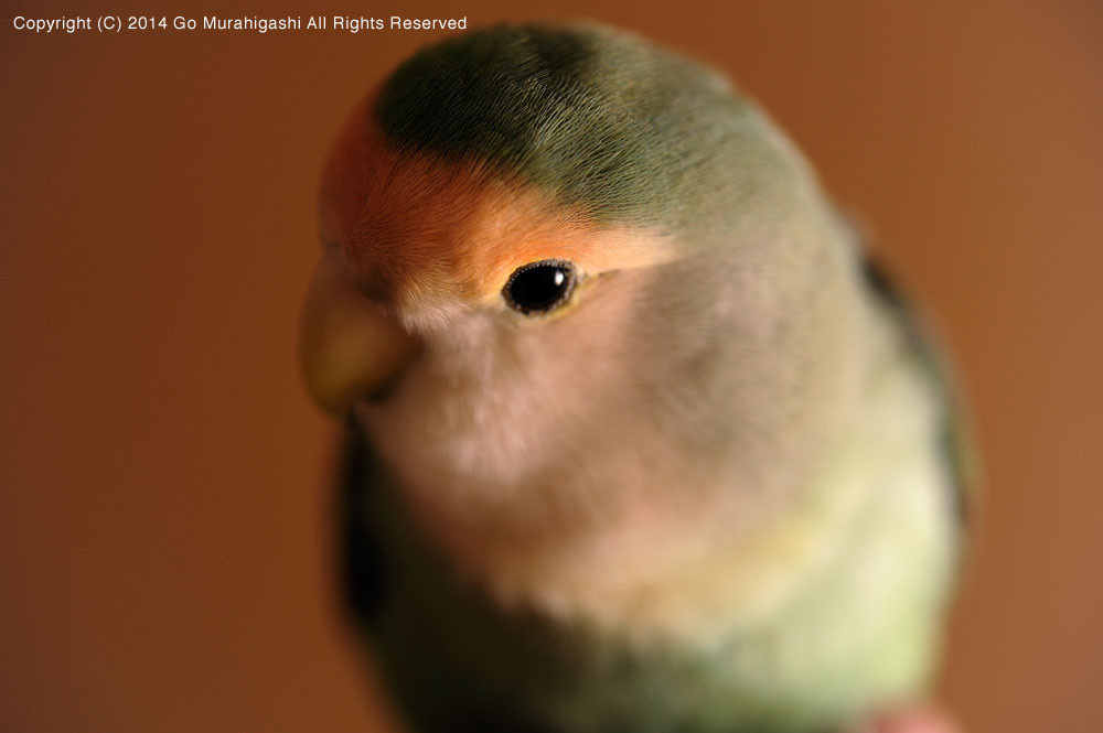 f:id:photosgo:20141203131234j:image:w450