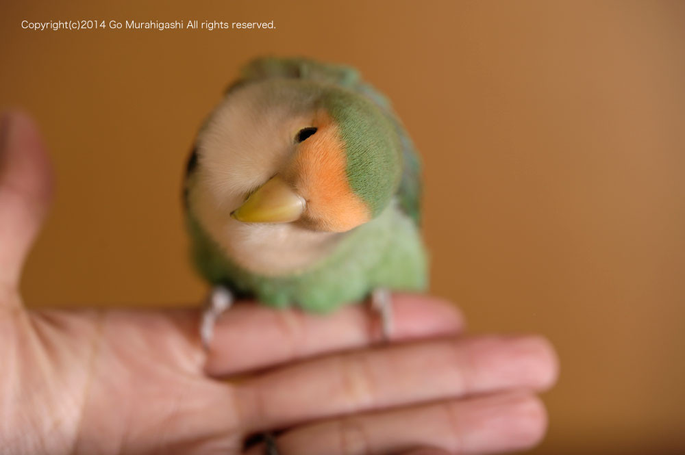 f:id:photosgo:20141218185334j:image:w450