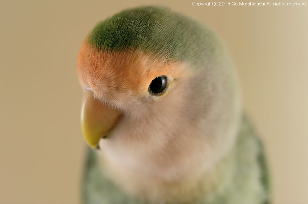 f:id:photosgo:20150124001257j:image:w450