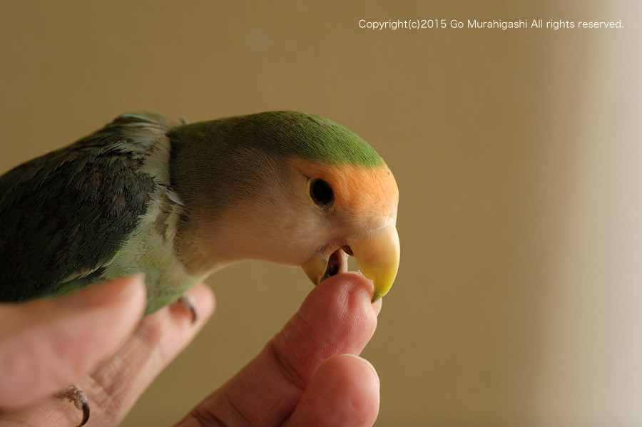 f:id:photosgo:20150206181523j:image:W450