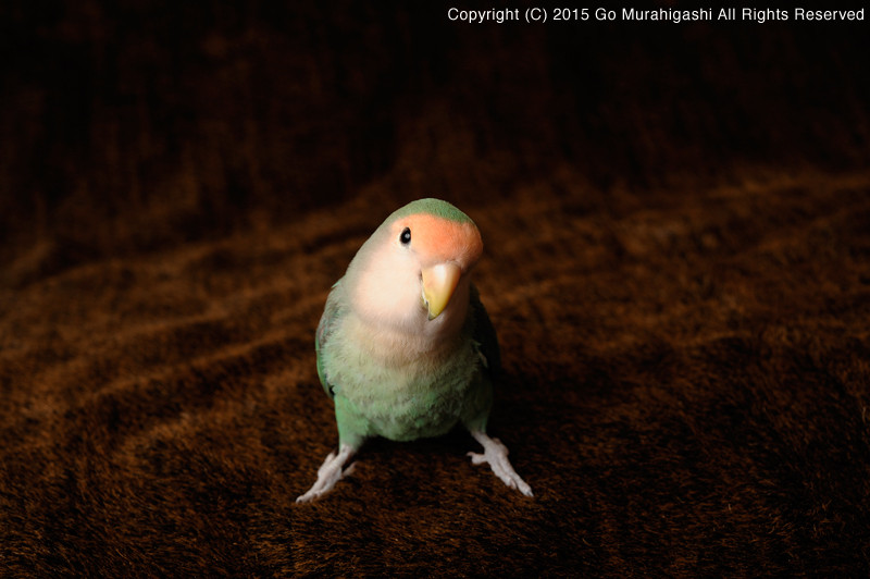 f:id:photosgo:20150302223625j:image:w450