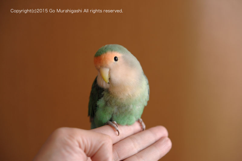 f:id:photosgo:20150409222249j:image:W450
