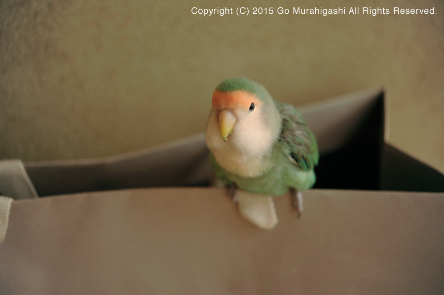 f:id:photosgo:20150908123517j:image:W450