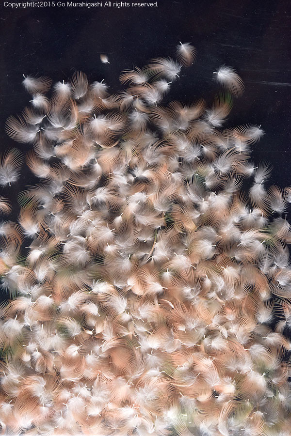 f:id:photosgo:20151209175238j:image:W450 f:id:photosgo:20151209175238j:image:W450