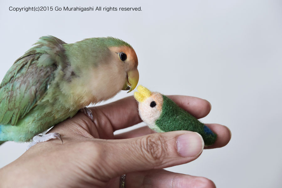 f:id:photosgo:20151211234333j:image:w450