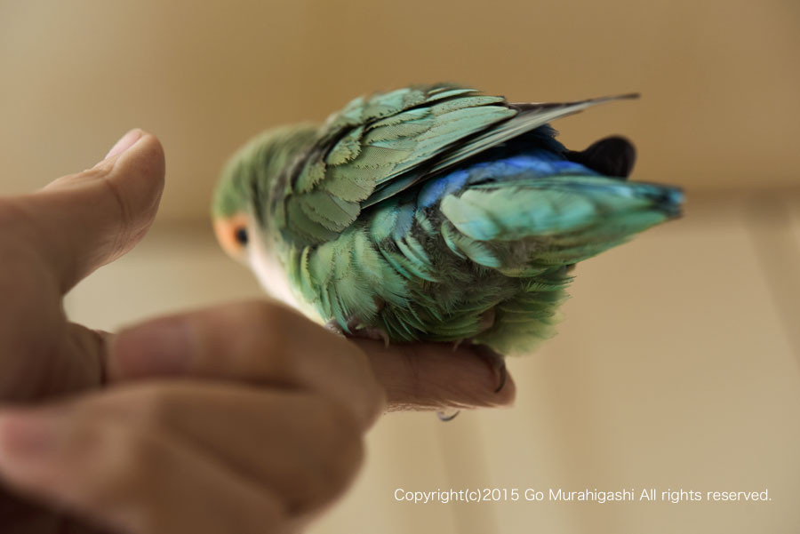 f:id:photosgo:20151217181437j:image:w450 f:id:photosgo:20151217181437j:image:w450