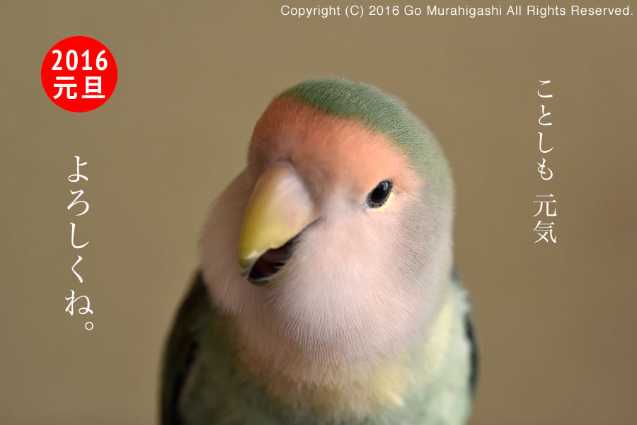 f:id:photosgo:20151231234526j:image:w450