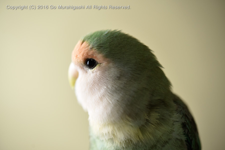 f:id:photosgo:20160205233734j:image:W450 f:id:photosgo:20160205233734j:image:W450