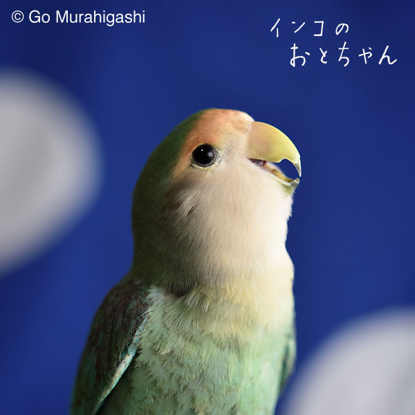 f:id:photosgo:20161115162406j:image:w450