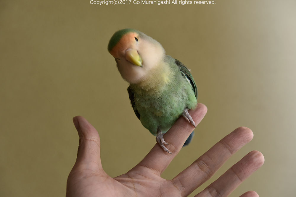 f:id:photosgo:20170107180206j:image:w450