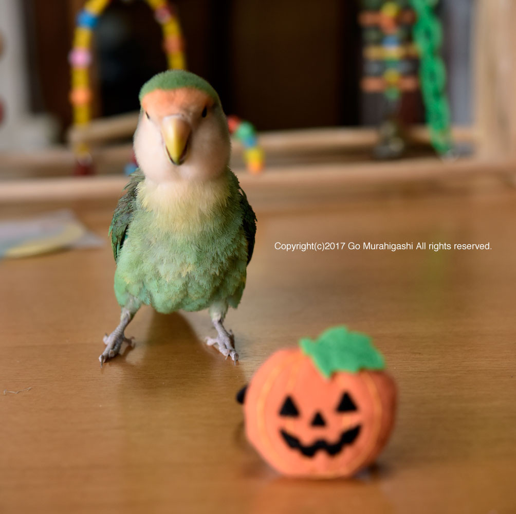 f:id:photosgo:20171031191511j:image