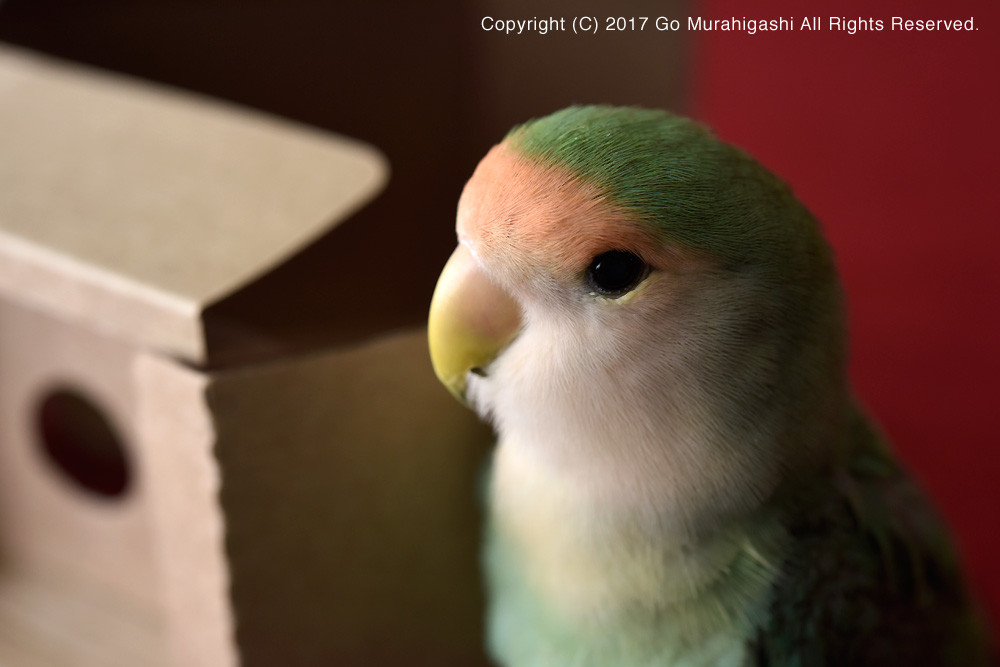 f:id:photosgo:20171228012243j:image f:id:photosgo:20171228012243j:image