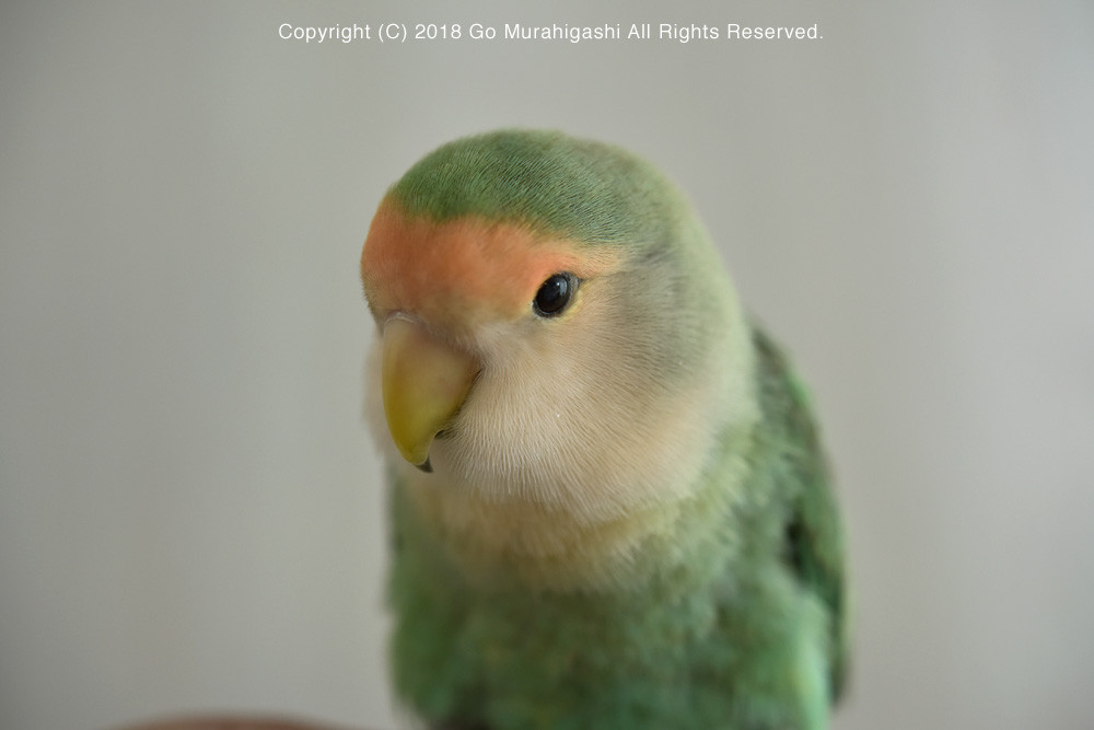 f:id:photosgo:20180130171731j:image