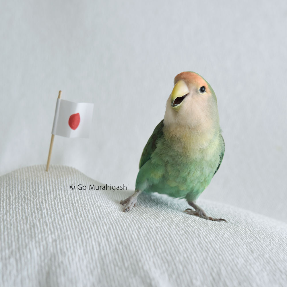 f:id:photosgo:20180209225604j:image