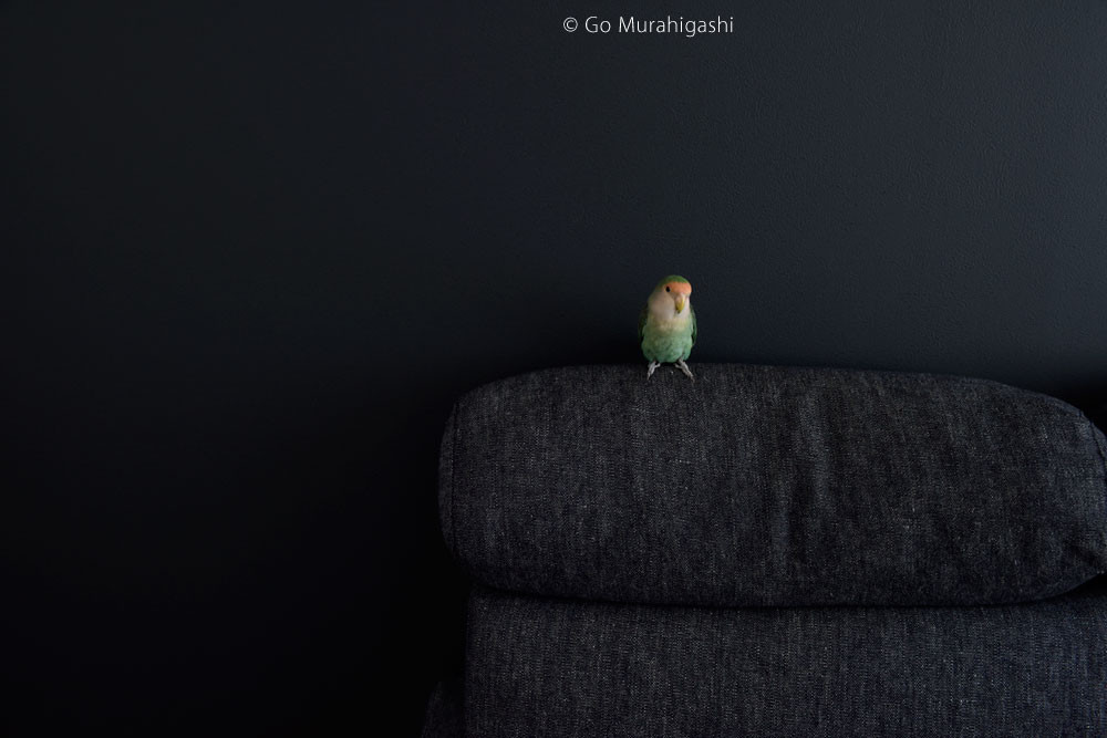f:id:photosgo:20180219225459j:image