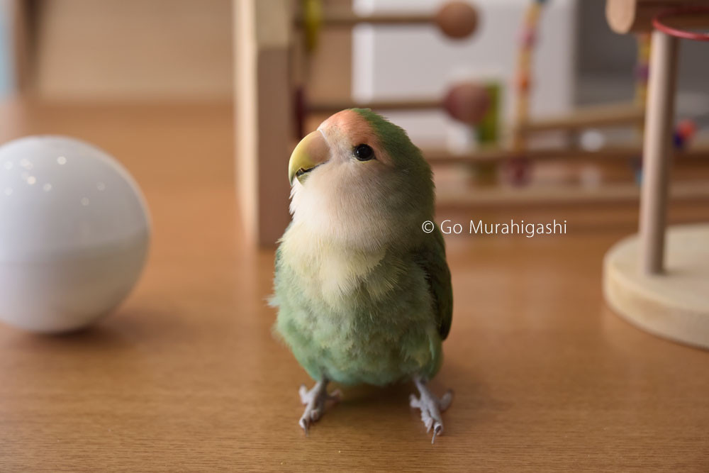 f:id:photosgo:20180227221333j:image