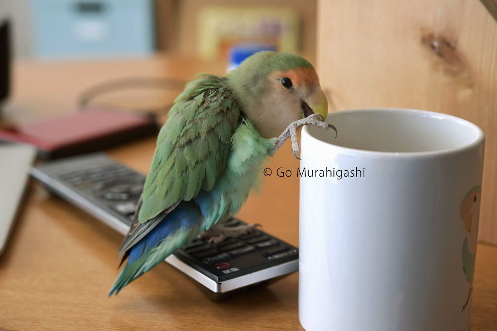 f:id:photosgo:20180310170454j:image f:id:photosgo:20180310170454j:image
