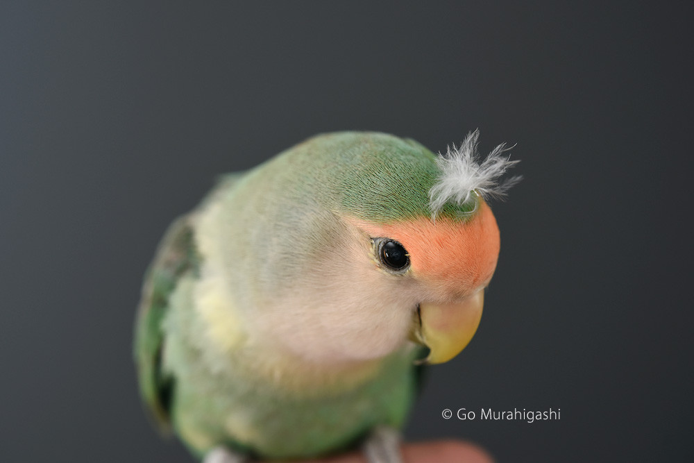 f:id:photosgo:20180521172557j:image